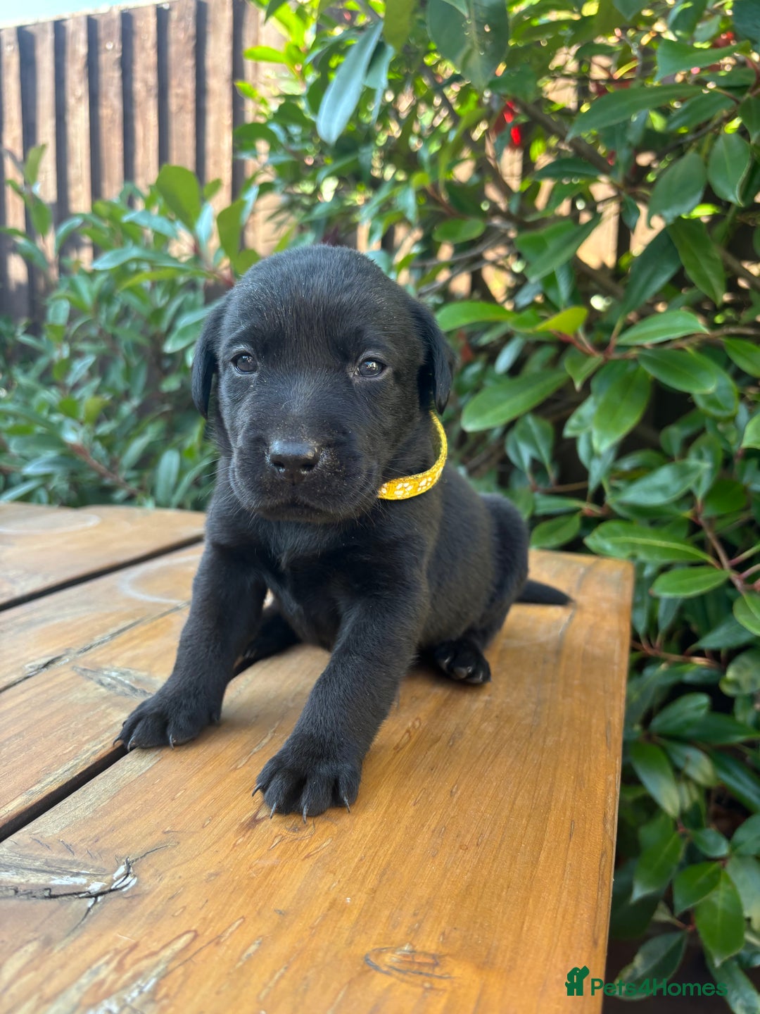 Labrador Retriever dogs for sale: 9 Beautiful Labrador Puppies For Sale  - Image 7
