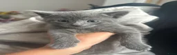 British Shorthair cats for sale: ONE LILAC BOY LEFT British blue Kitten  - Advert 9