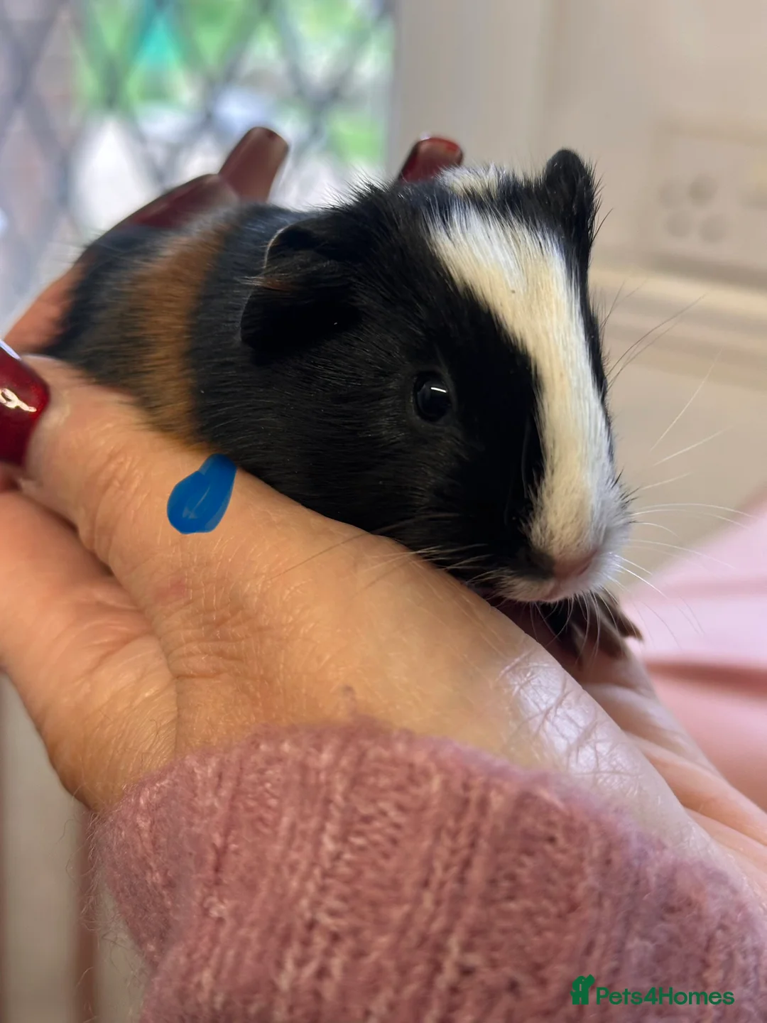 Guinea Pig rodents for sale: Gorgeous baby Guineapigs  - Advert 2