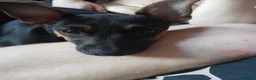 Jack Chi dogs for sale: Jack Chi pup  black tan  in Bradford - Advert 5