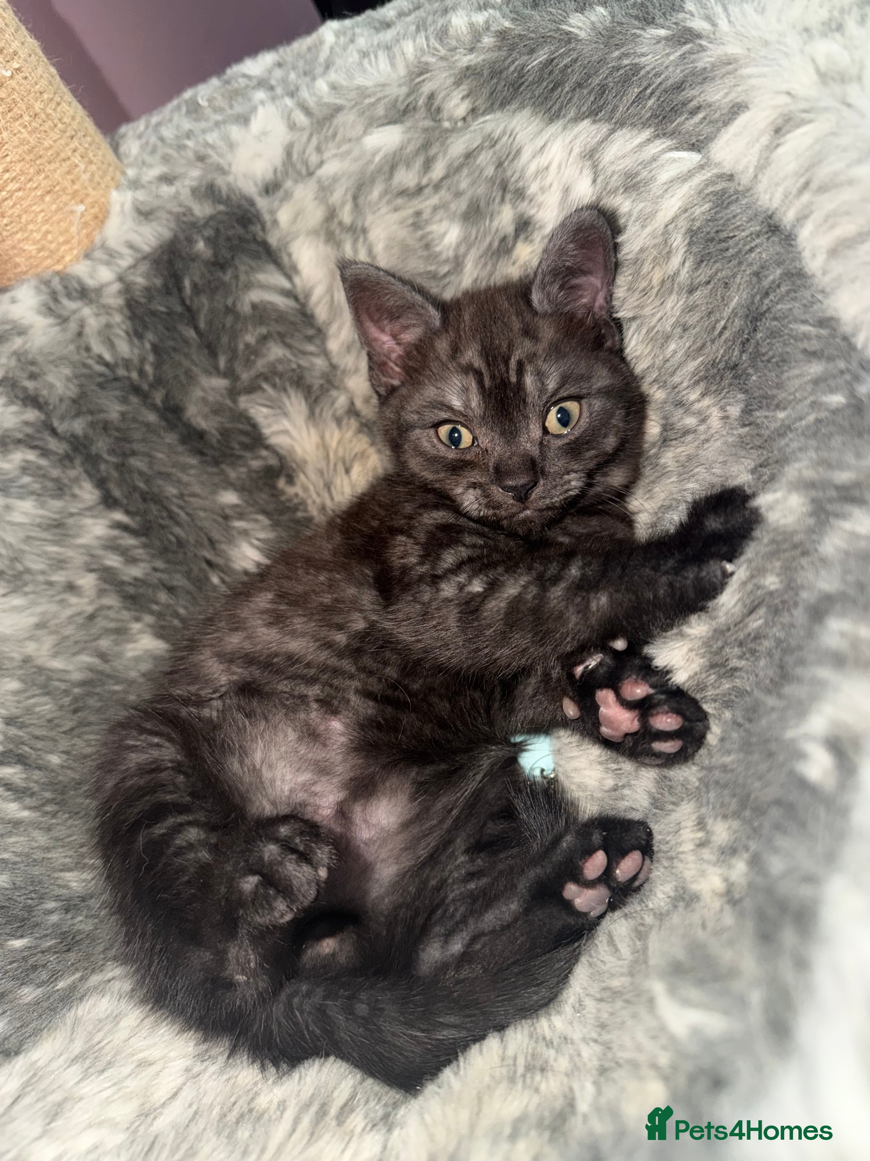 Mixed Breed cats British shorthair kittens (mixed breed) - Advert 18