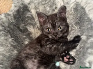 Mixed Breed cats British shorthair kittens (mixed breed) - Advert 18