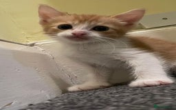Maine Coon cats for sale: Lovely kitten's needing homes - Image 5