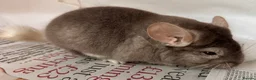 Chinchilla rodents for sale: Bertie, beautiful Beige boy - Advert 6