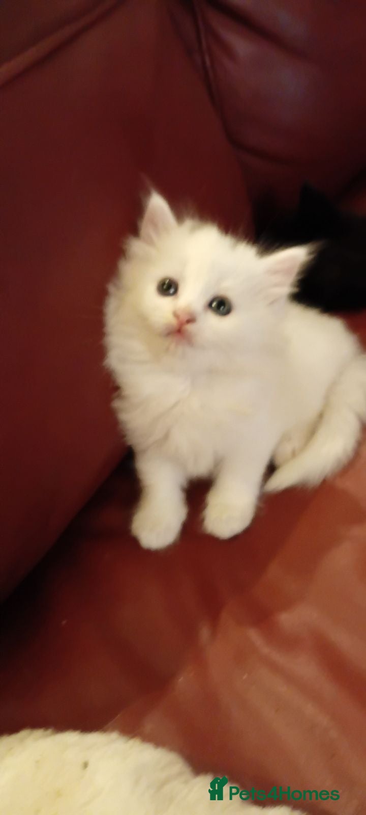 British Shorthair cats 4 super cute fluffy kittens  - Advert 1