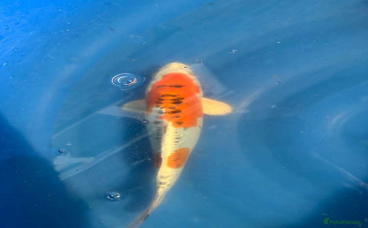 Koi Carp fish - Advert 3
