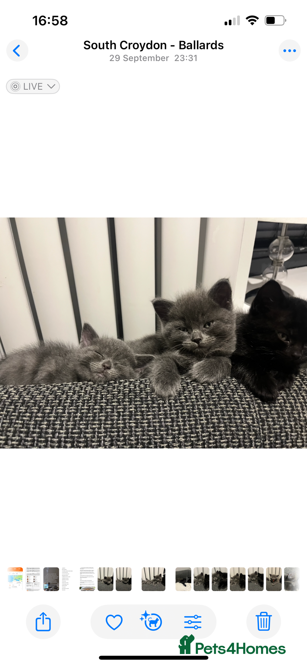 British Shorthair cats for sale: Healthy playful adorable kittens. - Image 4