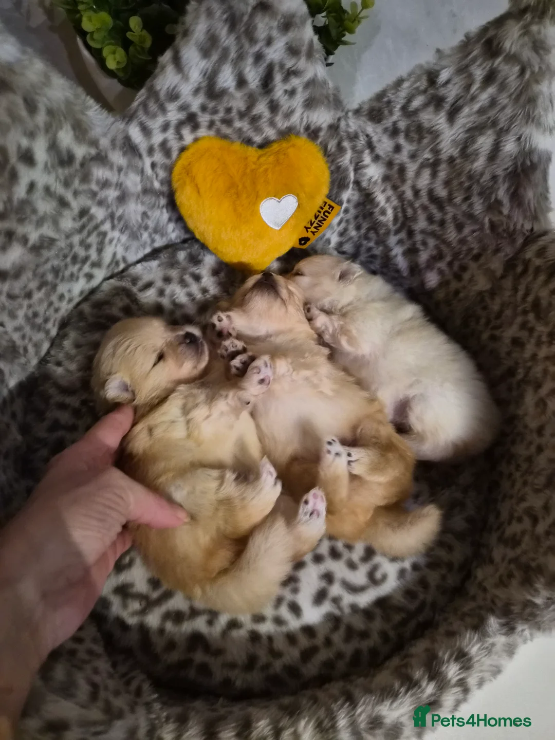 Pomeranian dogs for sale: 💝High Quality Korea/ Russia Babies💝 - Advert 23