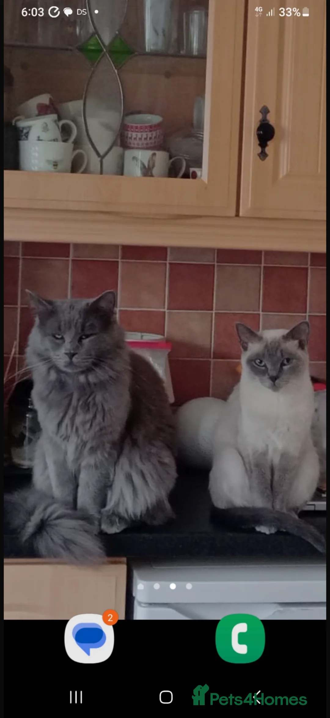 Maine Coon cats for sale: Maine Coon/ Ragdoll Cat for a good home - Advert 1