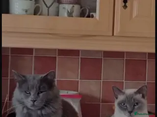 Maine Coon cats Maine Coon/ Ragdoll Cat for a good home - Advert 1