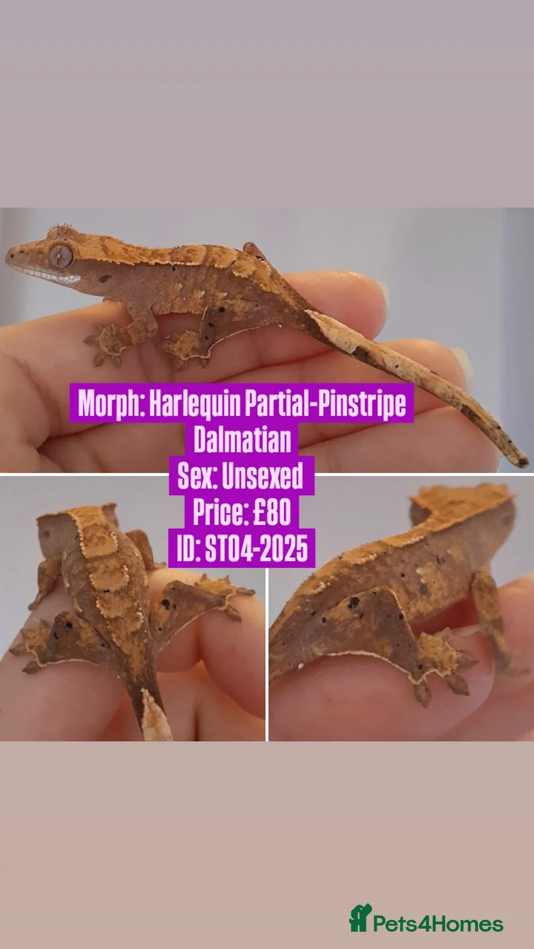 Gecko reptiles for sale: Various Crested Geckos, mixed morphs for sale  - Advert 8