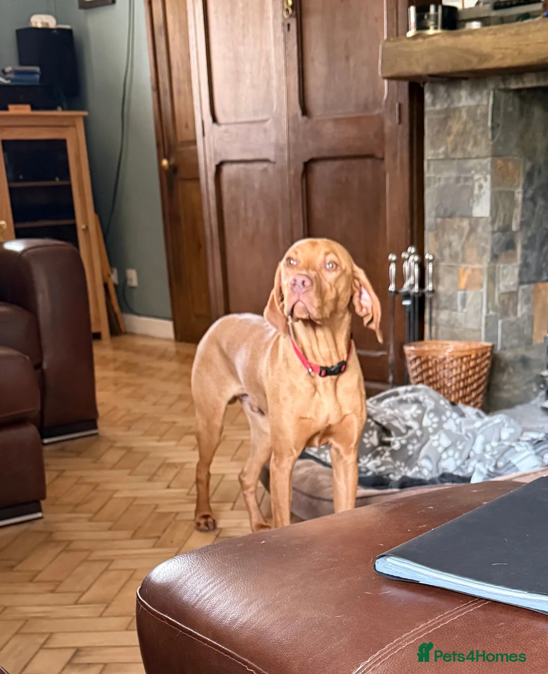 Hungarian Vizsla dogs for sale: KC Reg Hungarian Viszla House Trained Older Pup in Swansea - Advert 2