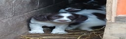 English Springer Spaniel dogs for sale: SPRINGER SPANIELS 4 GIRLS AND 2 BOYS AVAILABLE  - Advert 7