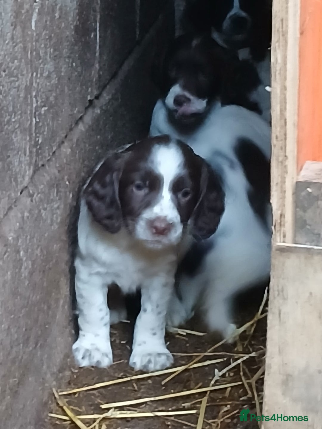 English Springer Spaniel dogs for sale: SPRINGER SPANIELS 4 GIRLS AND 2 BOYS AVAILABLE  - Advert 7