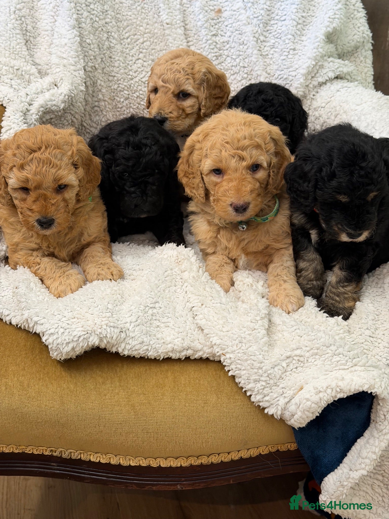 Mini Goldendoodle dogs Mini Goldendoodles - Advert 4