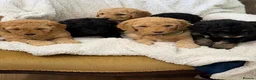 Mini Goldendoodle dogs for sale: Mini Goldendoodles - Advert 4