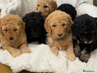 Mini Goldendoodle dogs Mini Goldendoodles - Advert 3