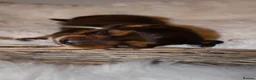 Miniature Dachshund dogs for sale: Miniature Long Haired Dachshund Puppies Available! - Advert 8