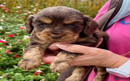 Cocker Spaniel dogs for sale: Beautiful KC English cocker spaniel pups - Image 1