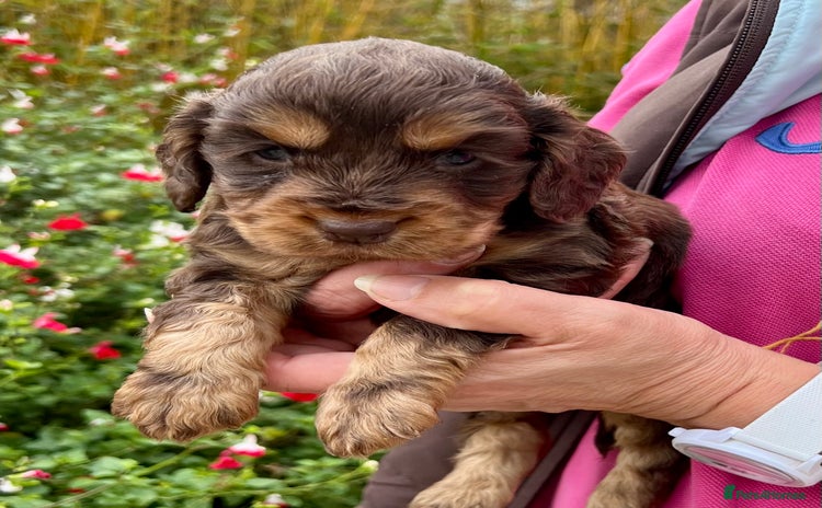 Cocker Spaniel dogs - Advert 1