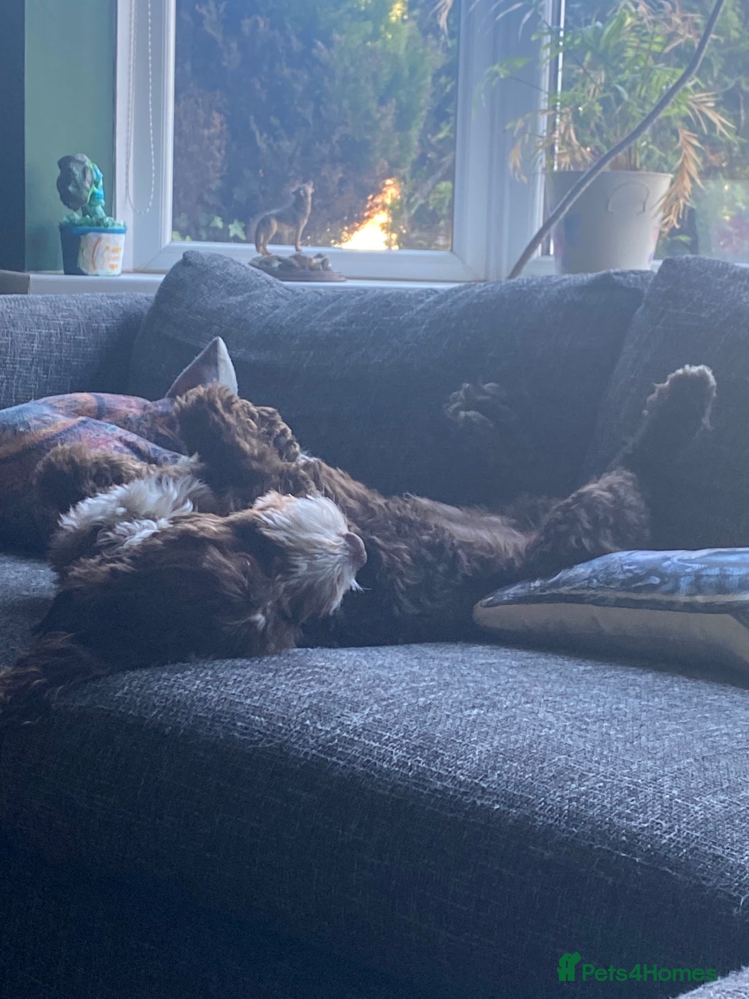 Mixed Breed dogs for stud: Sproodle labdradoodle cross to stud no charge - Advert 6