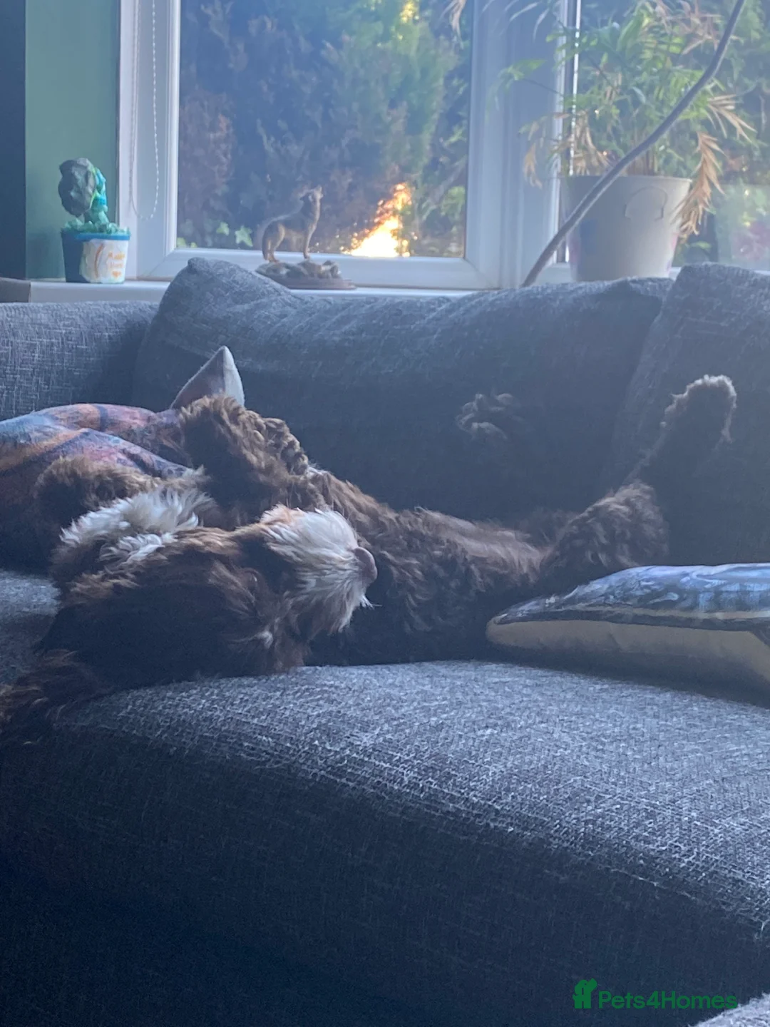 Mixed Breed dogs for stud: Sproodle labdradoodle cross to stud no charge - Advert 6