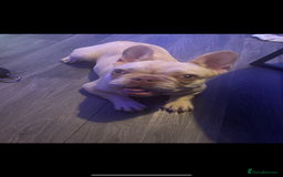 French Bulldog dogs for sale: Green eyes , blonde frenchie girl  - Image 2