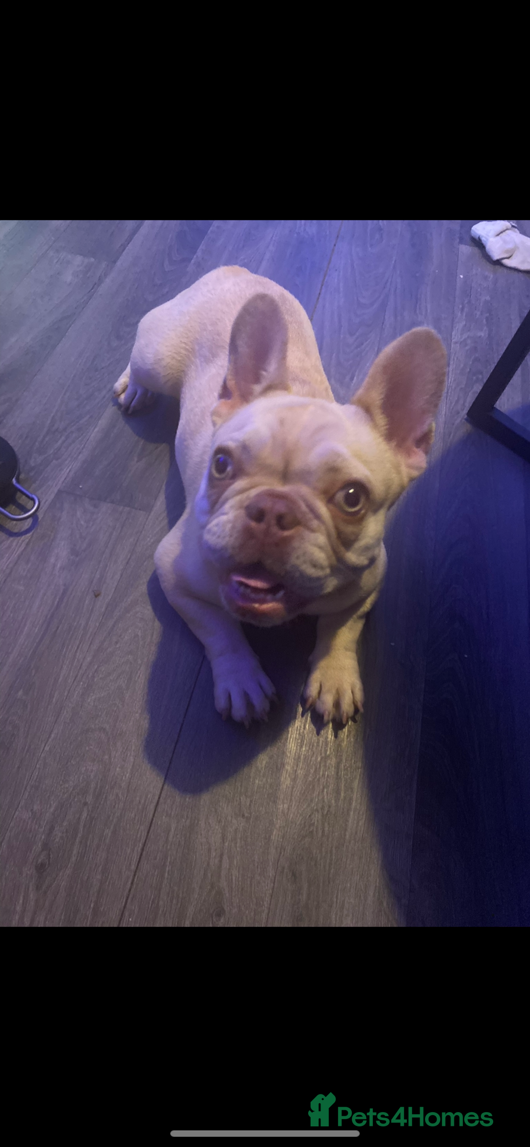 French Bulldog dogs for sale: Green eyes , blonde frenchie girl  - Image 2
