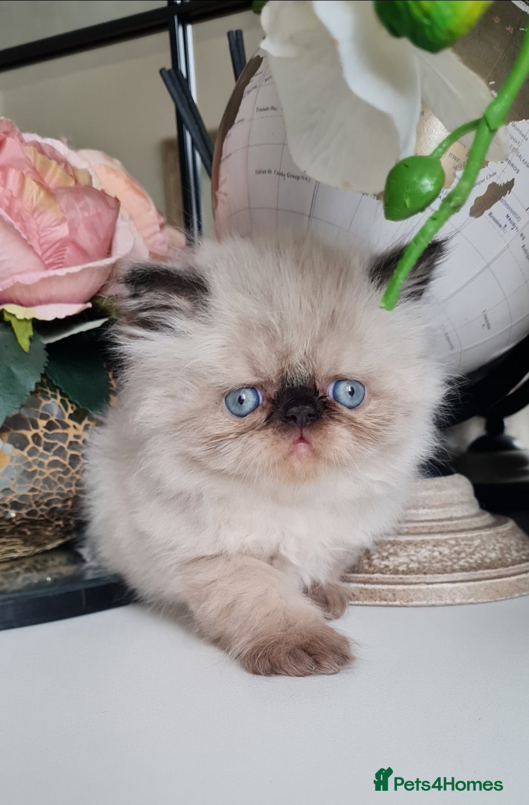 Persian cats Persian kittens  - Advert 15