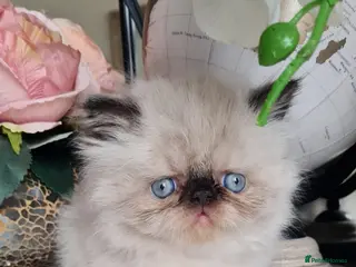 Persian cats Persian kittens - Advert 15