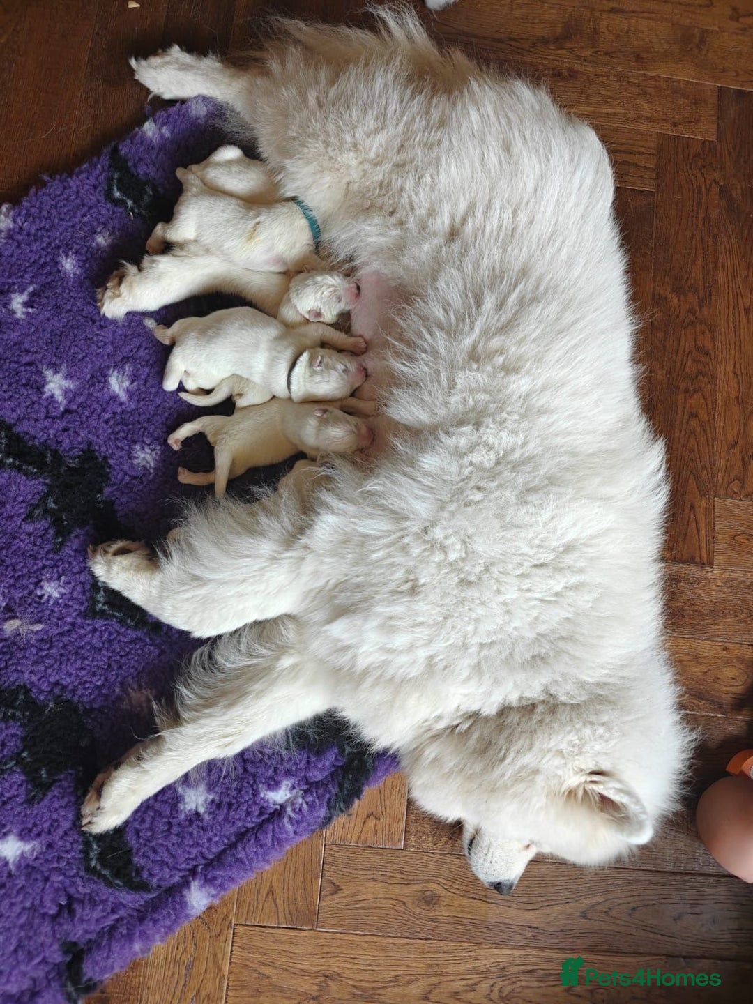 Samoyed dogs for sale: 🌟 Exceptional KC bear-faced Samoyed pups 🌟 - Advert 9