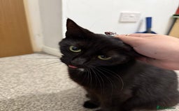 Mixed Breed cats for sale: Beautiful kittens  - Image 4