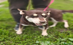Mixed Breed dogs for adoption: 💖🐶 AZARA 🐶💖 - Image 4