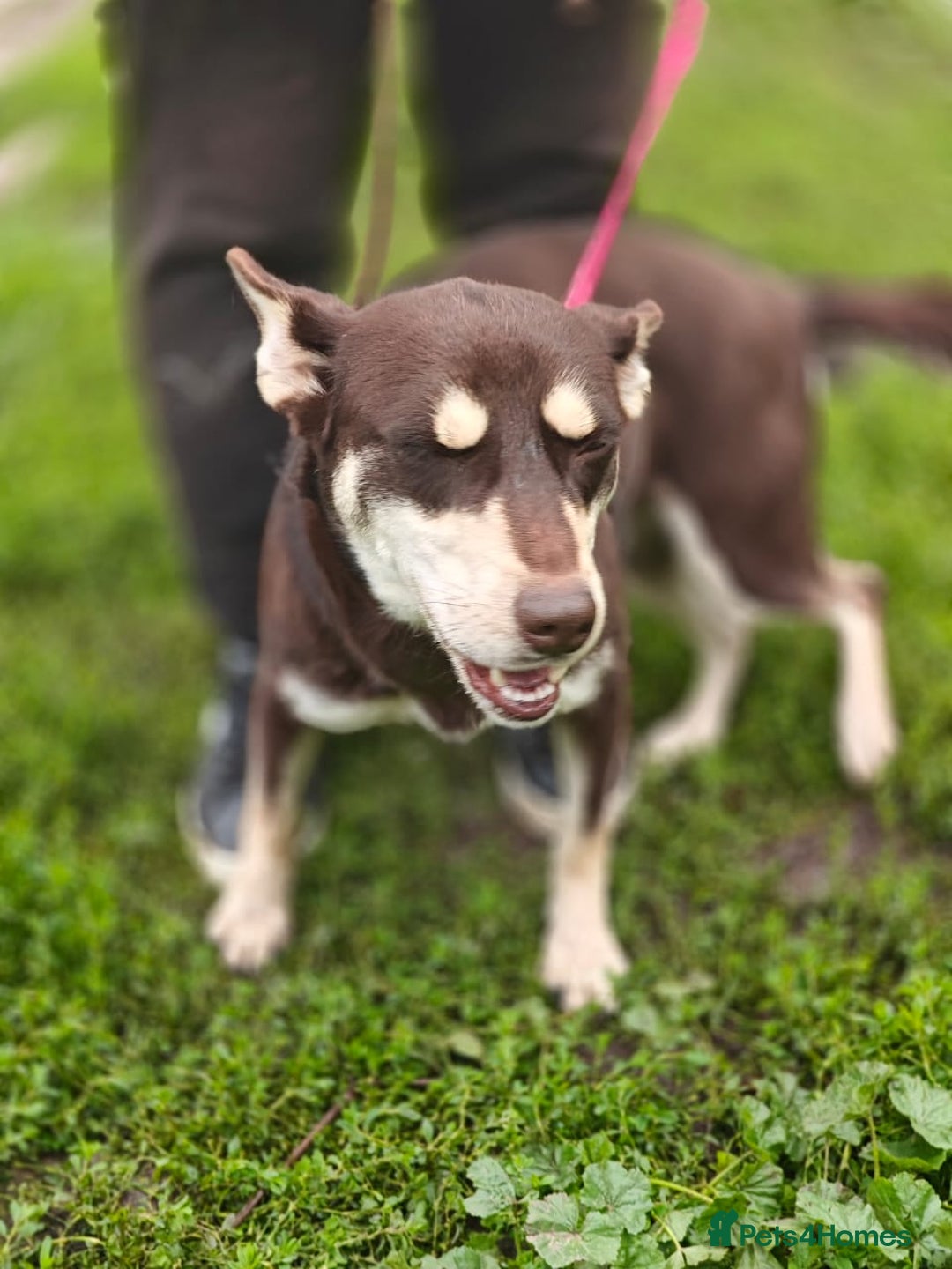 Mixed Breed dogs for adoption: 💖🐶 AZARA 🐶💖 - Image 4