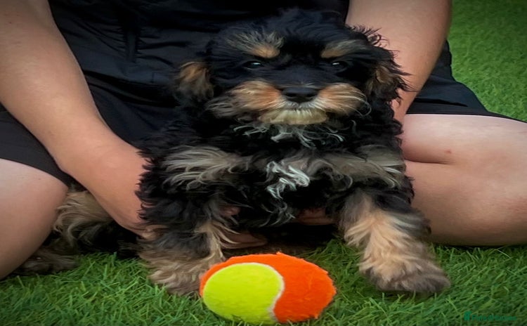 Cavapoo dogs in Ashford - Advert 4