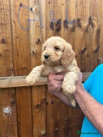 Cockapoo dogs - Advert 7