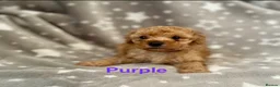 Schnoodle dogs for sale: Beautiful Schnoodle Pups - Advert 4