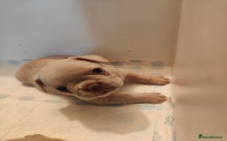 French Bulldog dogs for sale: 🐾 Premium Fluffy French Bulldog Puppies 🐾 - Image 3