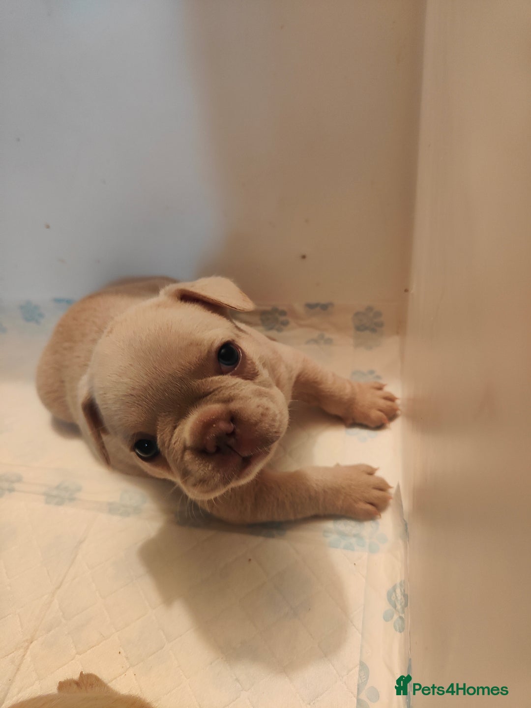 French Bulldog dogs for sale: 🐾 Premium Fluffy French Bulldog Puppies 🐾 - Image 3