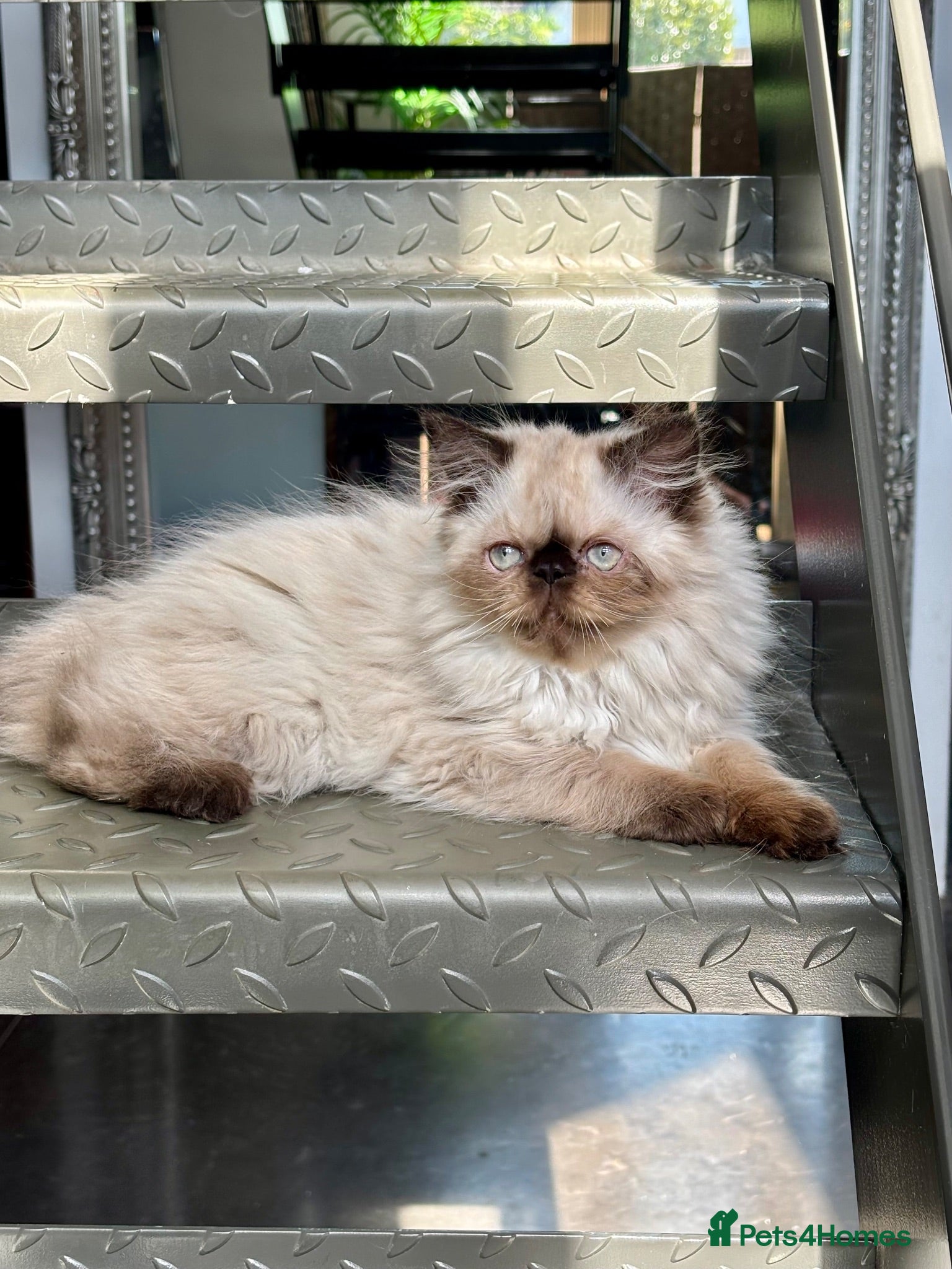 Persian cats ONE BEAUTIFUL GIRL LEFT!!! - Advert 1