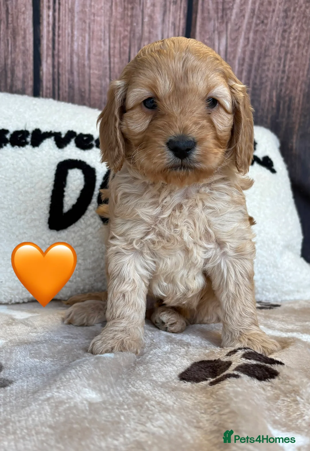 Cockapoo dogs for sale: Outstanding Miniature F1B Cockapoo Male Puppies - Advert 2