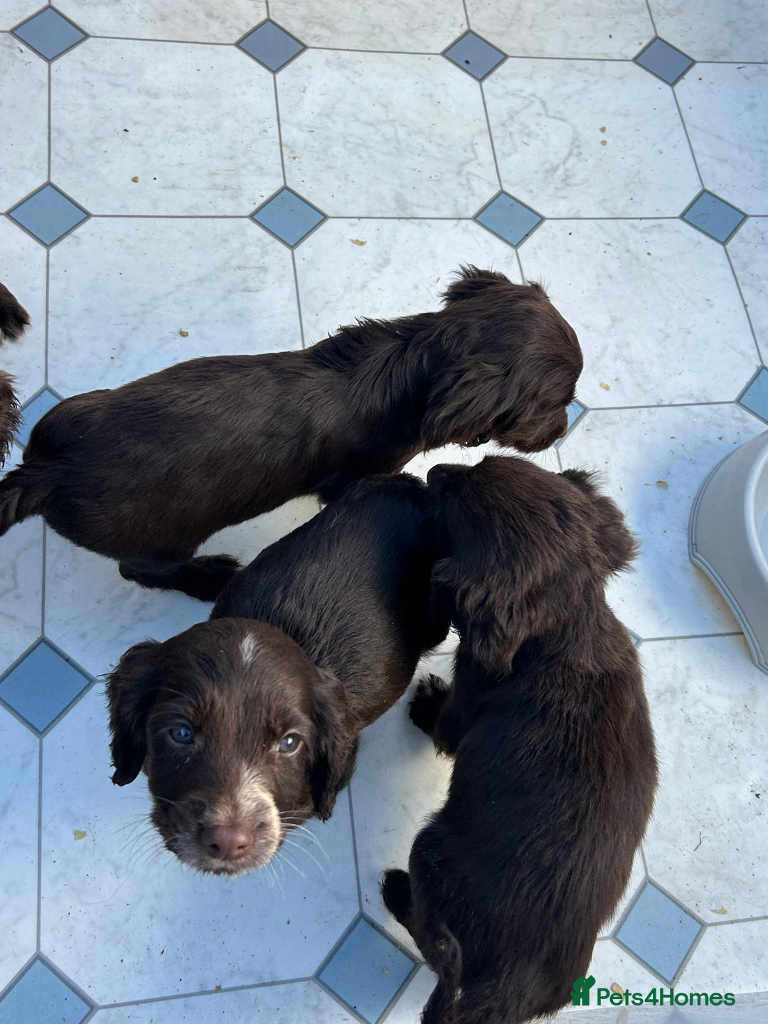 Cocker Spaniel dogs for sale: Cocker spaniel puppy’s  - Image 7