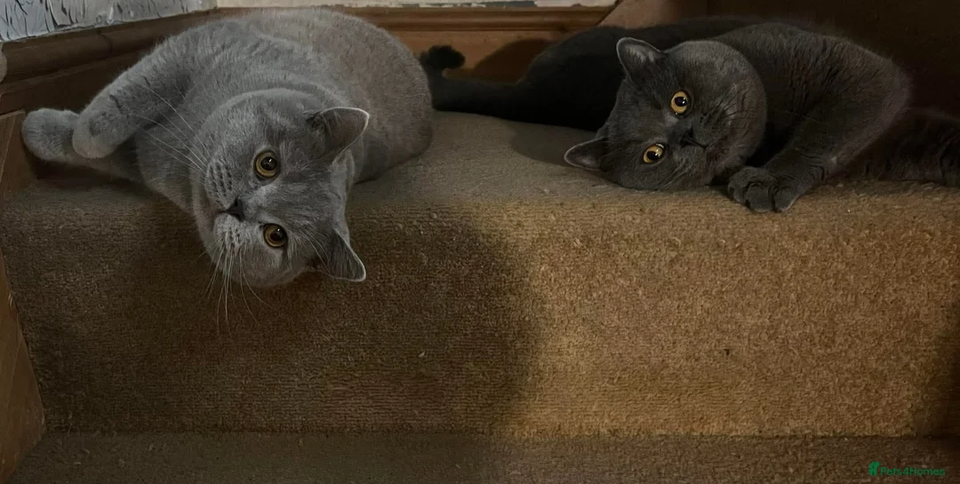 British Shorthair cats for sale: Beautiful british lilac boy - Advert 1