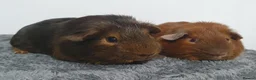 Guinea Pig rodents for sale: Beautiful guinea pigs - Advert 3