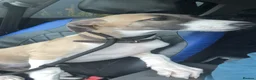 Lurcher dogs for sale: Lurcher Puppy in Bishops Castle - Advert 6