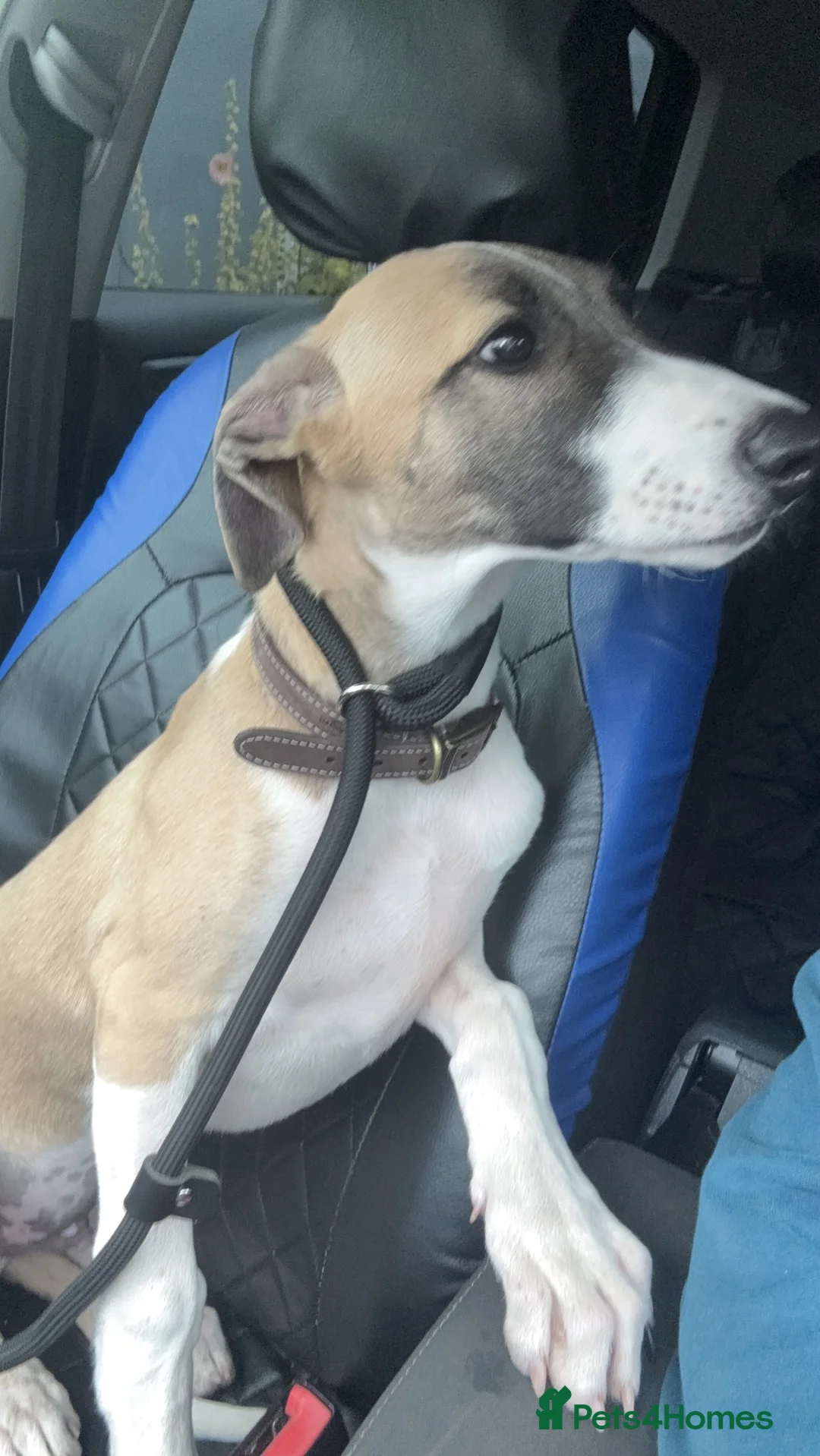 Lurcher dogs for sale: Lurcher Puppy in Bishops Castle - Advert 6