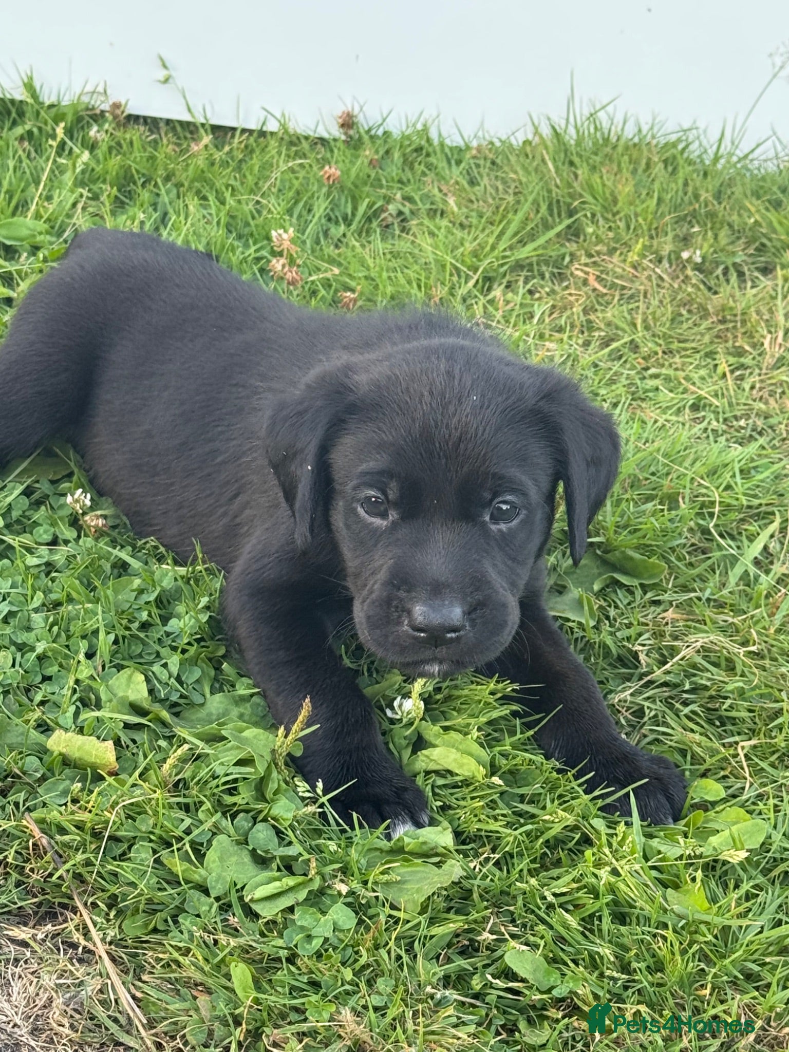 Mixed Breed dogs Labrador cross puppies  - Advert 17