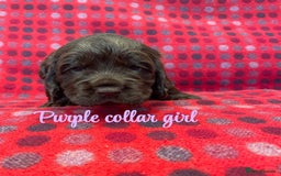 Cocker Spaniel dogs for sale: KC registered working cocker spaniels ready 23/11 - Image 16