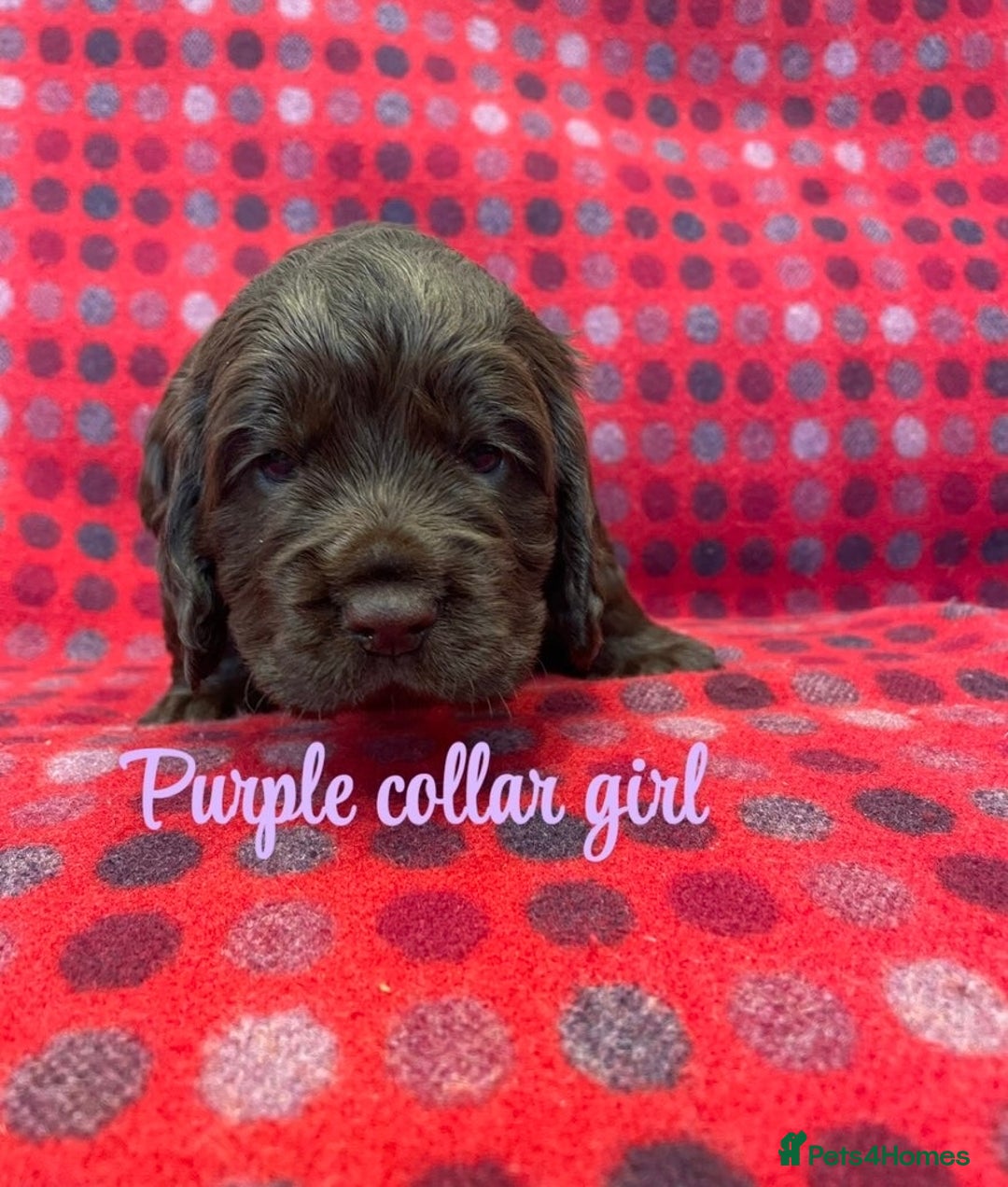 Cocker Spaniel dogs for sale: KC registered working cocker spaniels ready 23/11 - Image 16