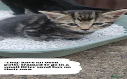 Bombay cats for sale: 4 adorable kittens for sale mixed breed litter ⁠♡ - Image 8